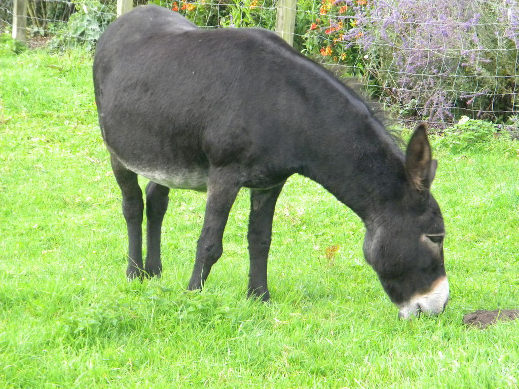 Petrus Wittebrood Hoeve Dikkelvenne Kültér fotó