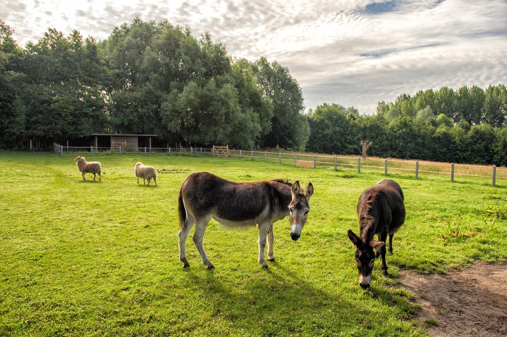Petrus Wittebrood Hoeve Dikkelvenne Kültér fotó